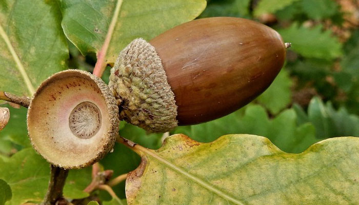 Plantas Que Bajan El Colesterol | Las
Mejores Plantas Para Reducir El
Colesterol