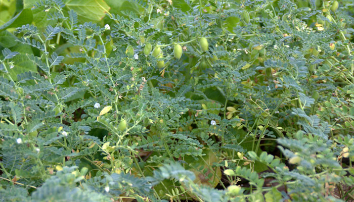 Plantas que bajan el colesterol