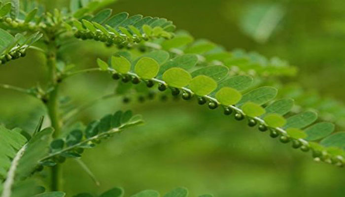 planta para bajar la urea