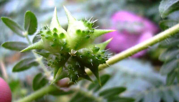 Planta para bajar la urea