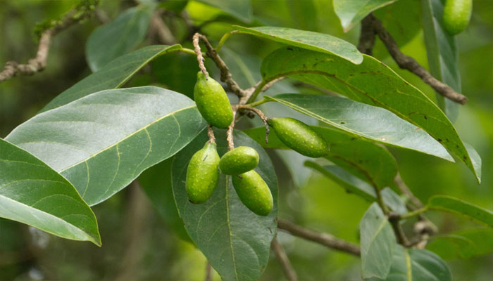 Planta para bajar la urea y la creatinina