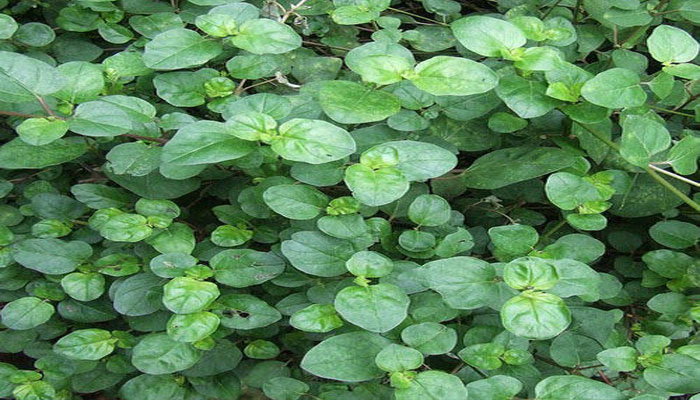 Plantas que bajan la urea