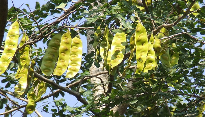 Planta que baja la urea