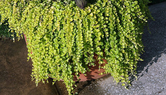 Plantas que caen en cascada