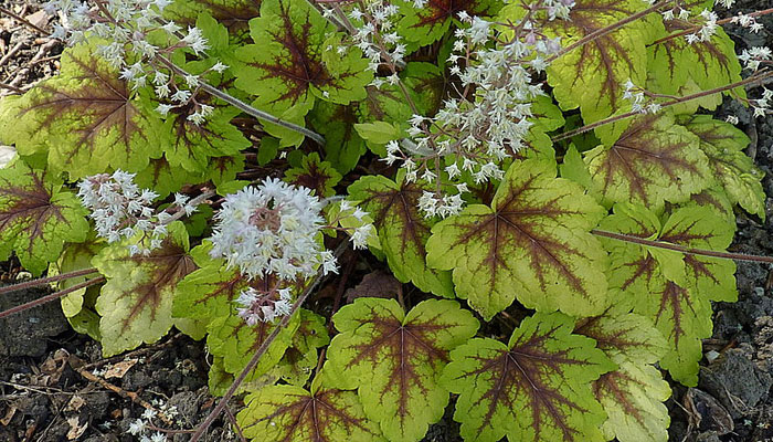 Heucherella