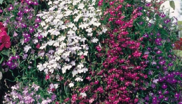 Plantas que crecen en cascada