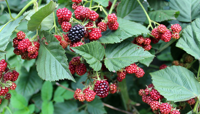 Moras