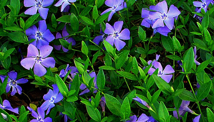 Vinca minor