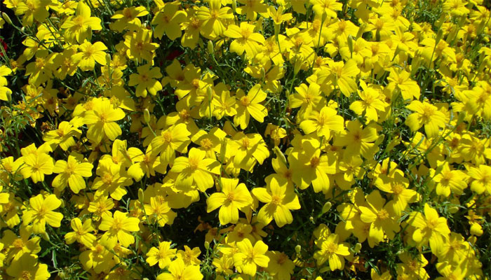 Alyssum alpino amarillo