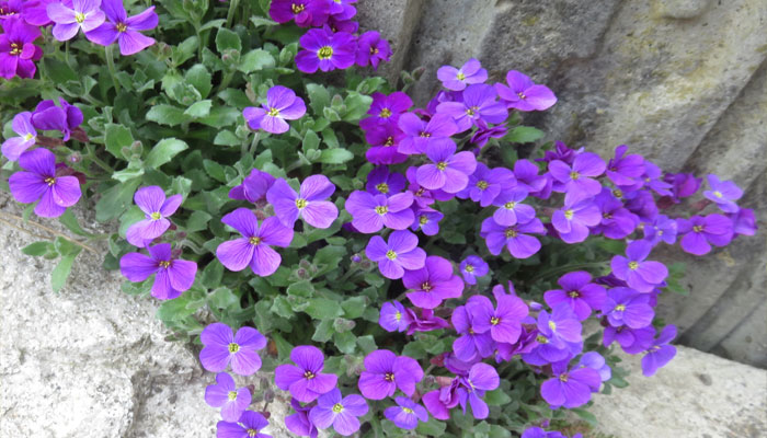 Plantas que crecen en rocas