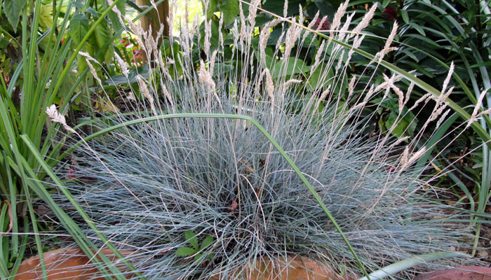 Plantas que crecen en piedras