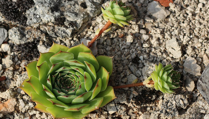 Plantas que crecen en rocas