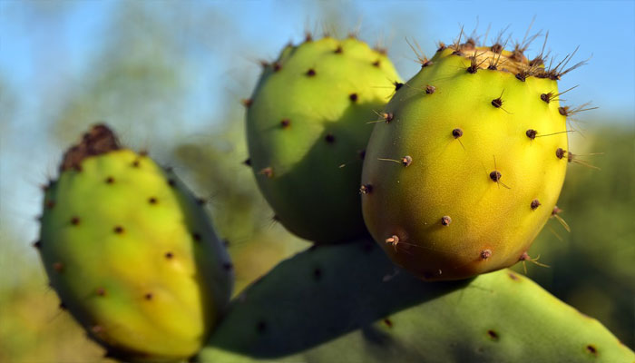 Plantas que pueden crecer en rocas