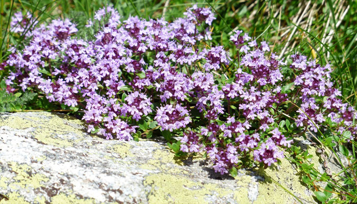 Plantas que crecen en rocas