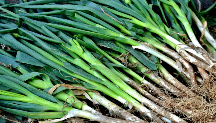 cebolla verde