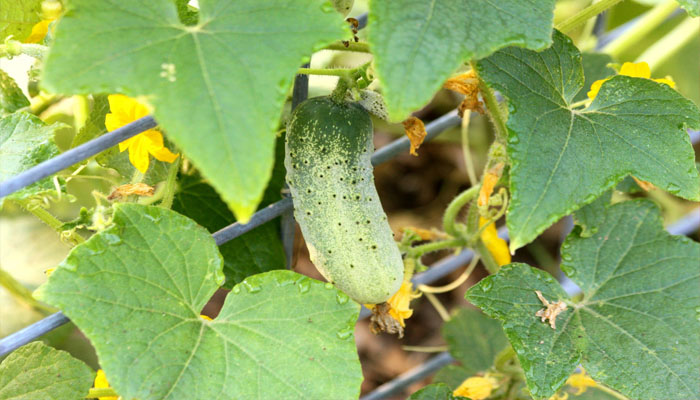 Planta que crece rápido