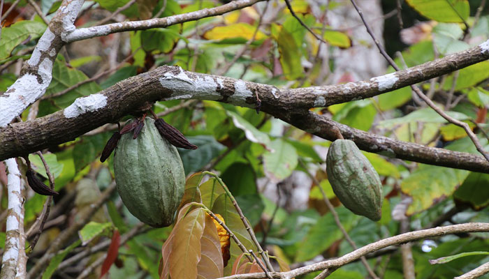 Cacao