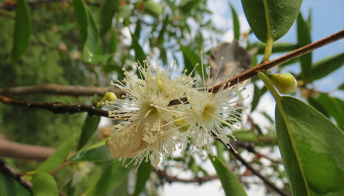 Camu camu (Myrciaria dubia)