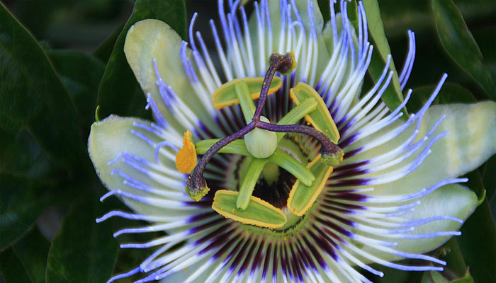 Flor de la pasión