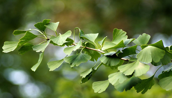 Plantas para curar enfermedades