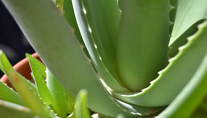 plantas que dan buena suerte