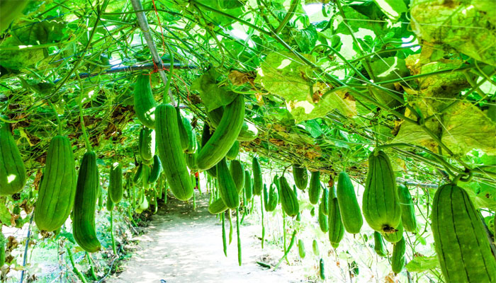 Plantas que producen frutos