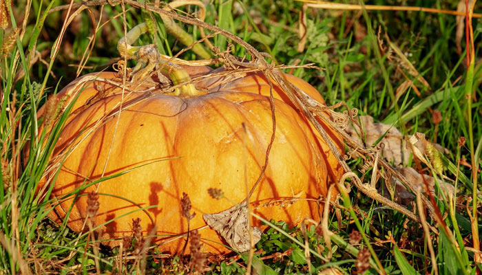 Calabaza