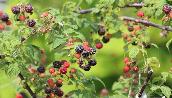 Plantas frutales