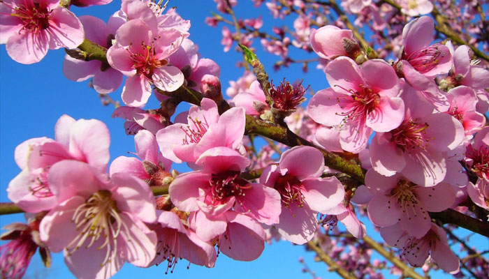 Flor de árbol frutal