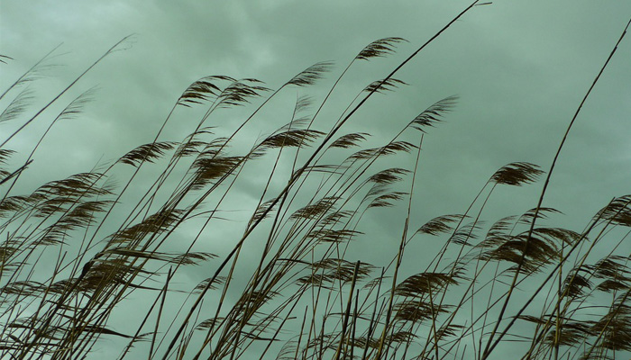 Carrizo (Phragmites australis)