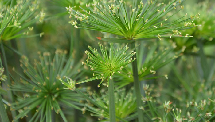 Papiro (Cyperus papyrus)