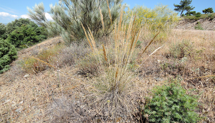 Stipa tenacissima