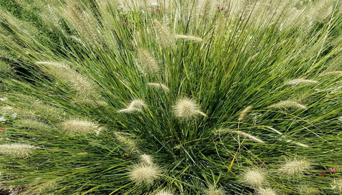 Vetiver (Chrysopogon zizanioides)