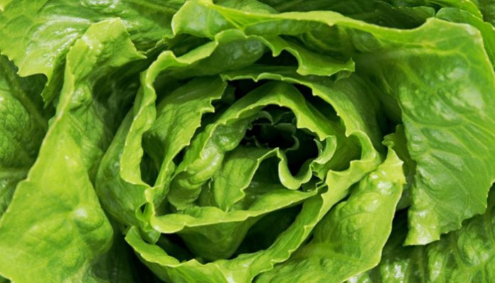Cogollo de lechuga romana con las hojas verdes muy apretadas