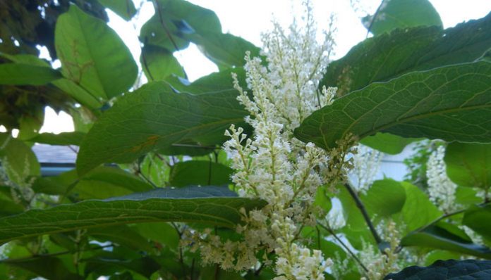 Hojas anchas y panículas de flores blancas de Reynoutria japonica