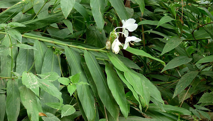 plantas que sirven para desinflamar