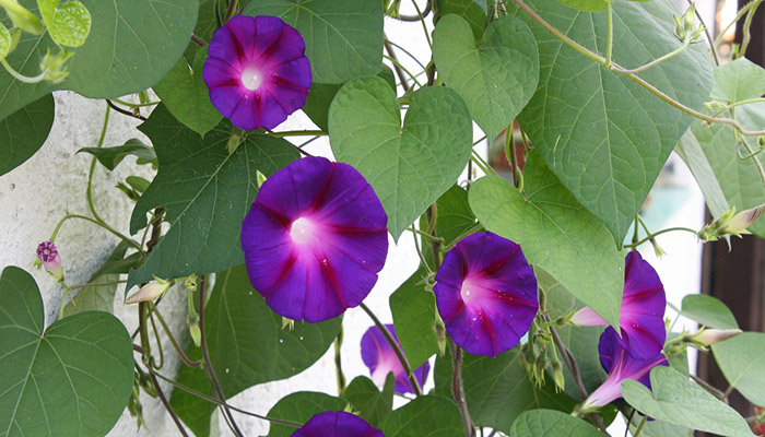 Ipomoea tricolor