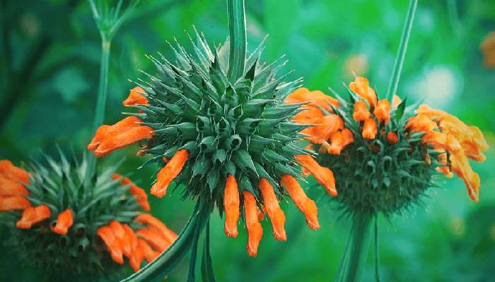 Leonotis leonurus