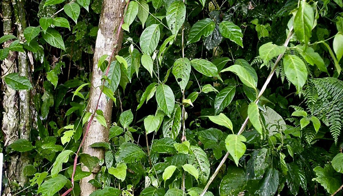 Banisteriopsis Caapi