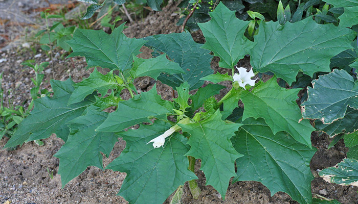 Datura Stramonium