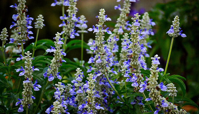 Salvia divinorum