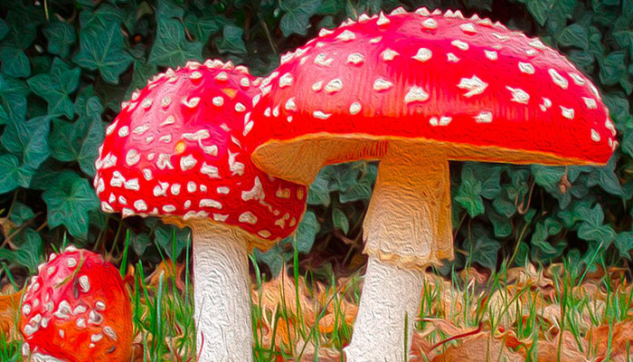 Amanita Muscaria