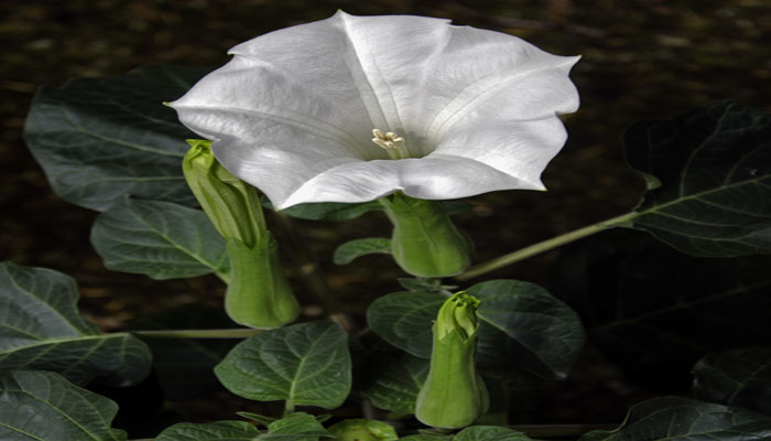 Planta que florece en la noche