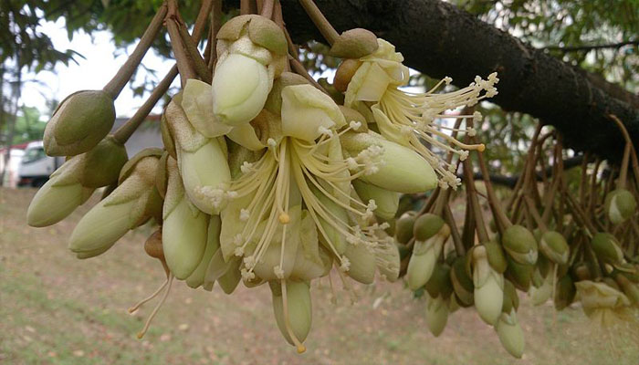 Planta que abre sus flores de noce