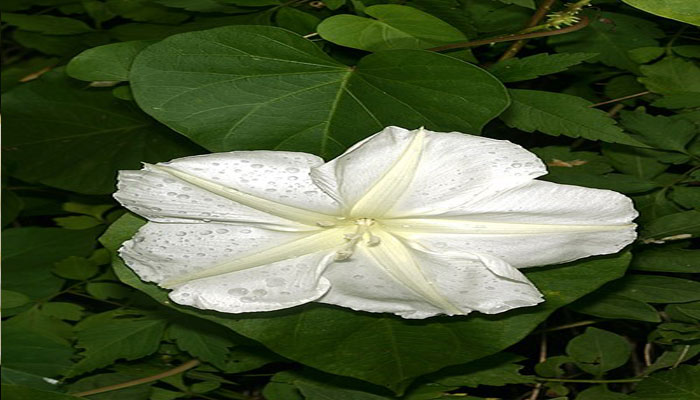 Planta que florece cuando es de noche