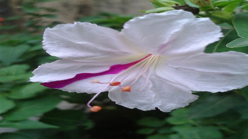 Planta que florece en la noche