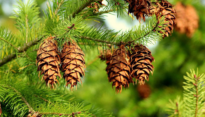 plantas de época invernal