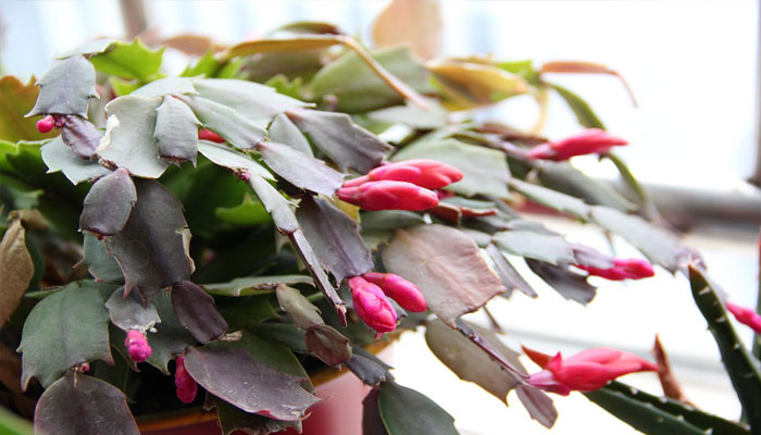 plantas de invierno