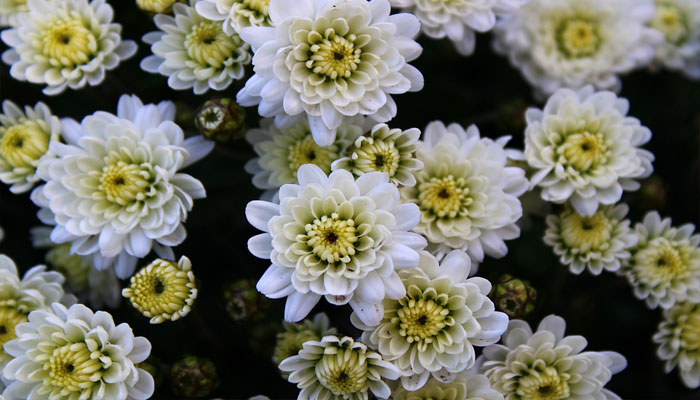 plantas de invierno