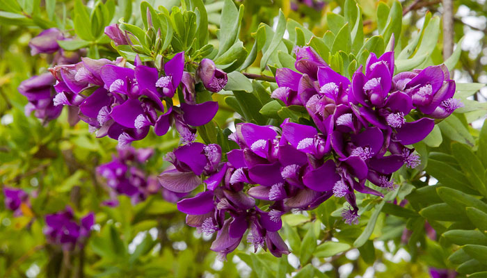 plantas que florecen en diciembre